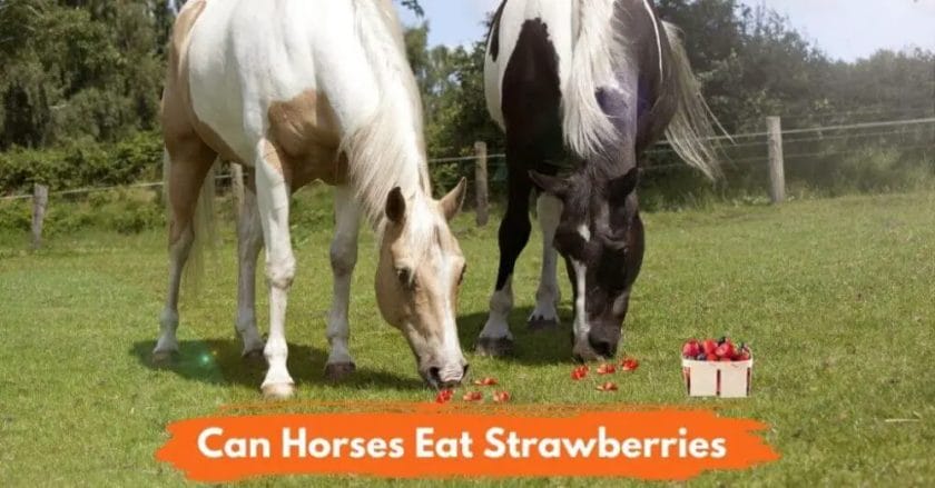 can horses eat strawberries
