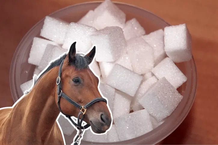 can horses eat sugar cubes
