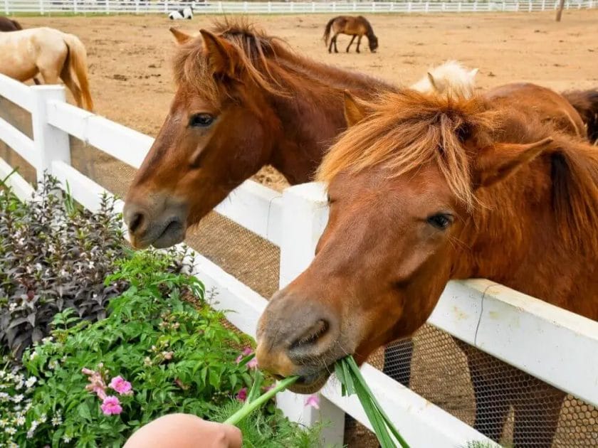 can horses eat tomatoes
