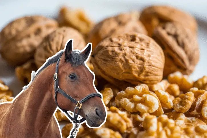 can horses eat walnuts
