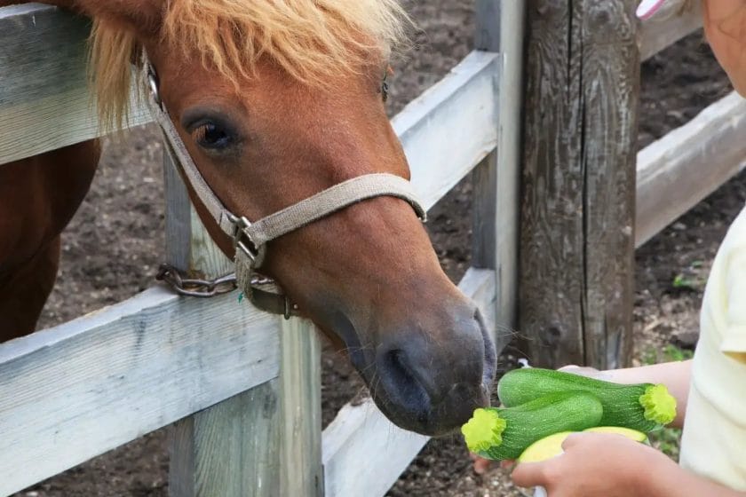 can horses eat zucchini
