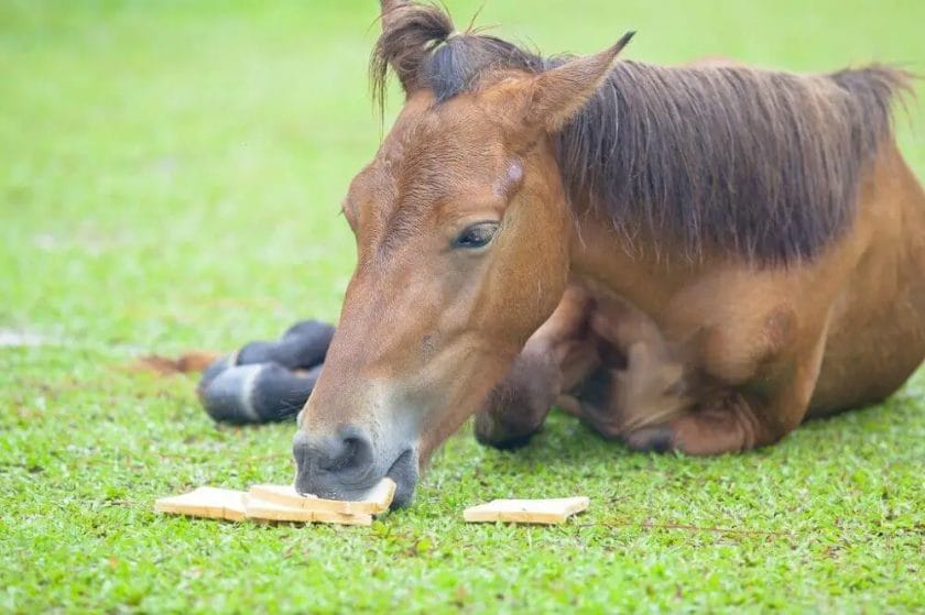 can horses have bread
