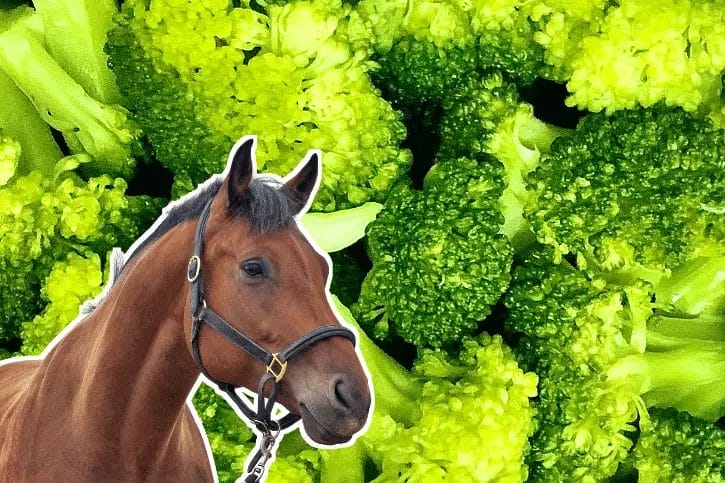 can horses have broccoli

