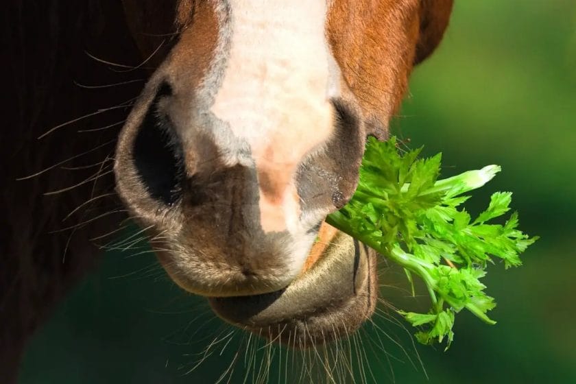 can horses have celery
