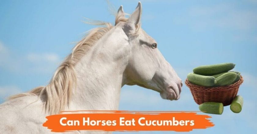 can horses have cucumbers
