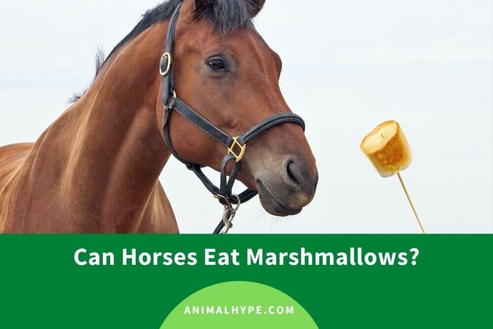 can horses have marshmallows
