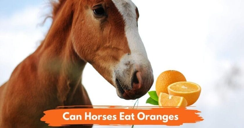 can horses have oranges
