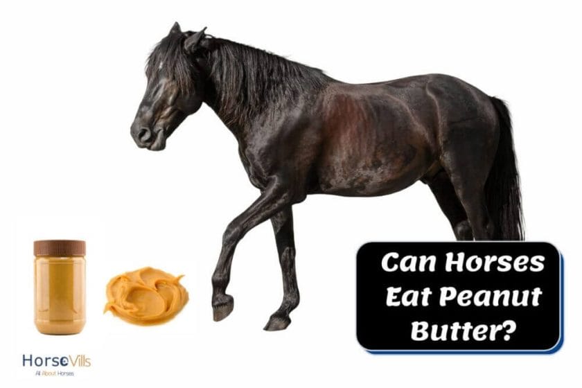 can horses have peanut butter

