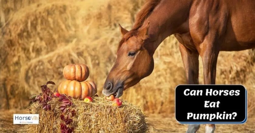 can horses have pumpkin
