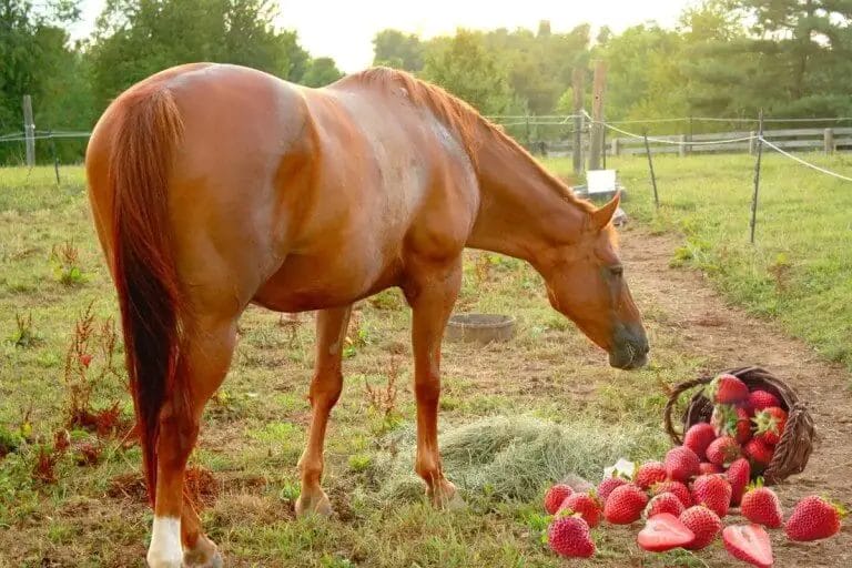 can horses have strawberries
