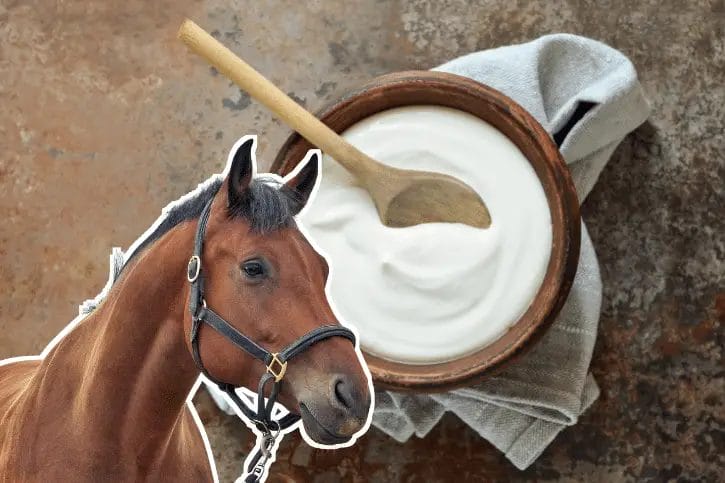 can horses have yogurt
