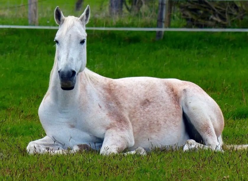 can horses sit like dogs