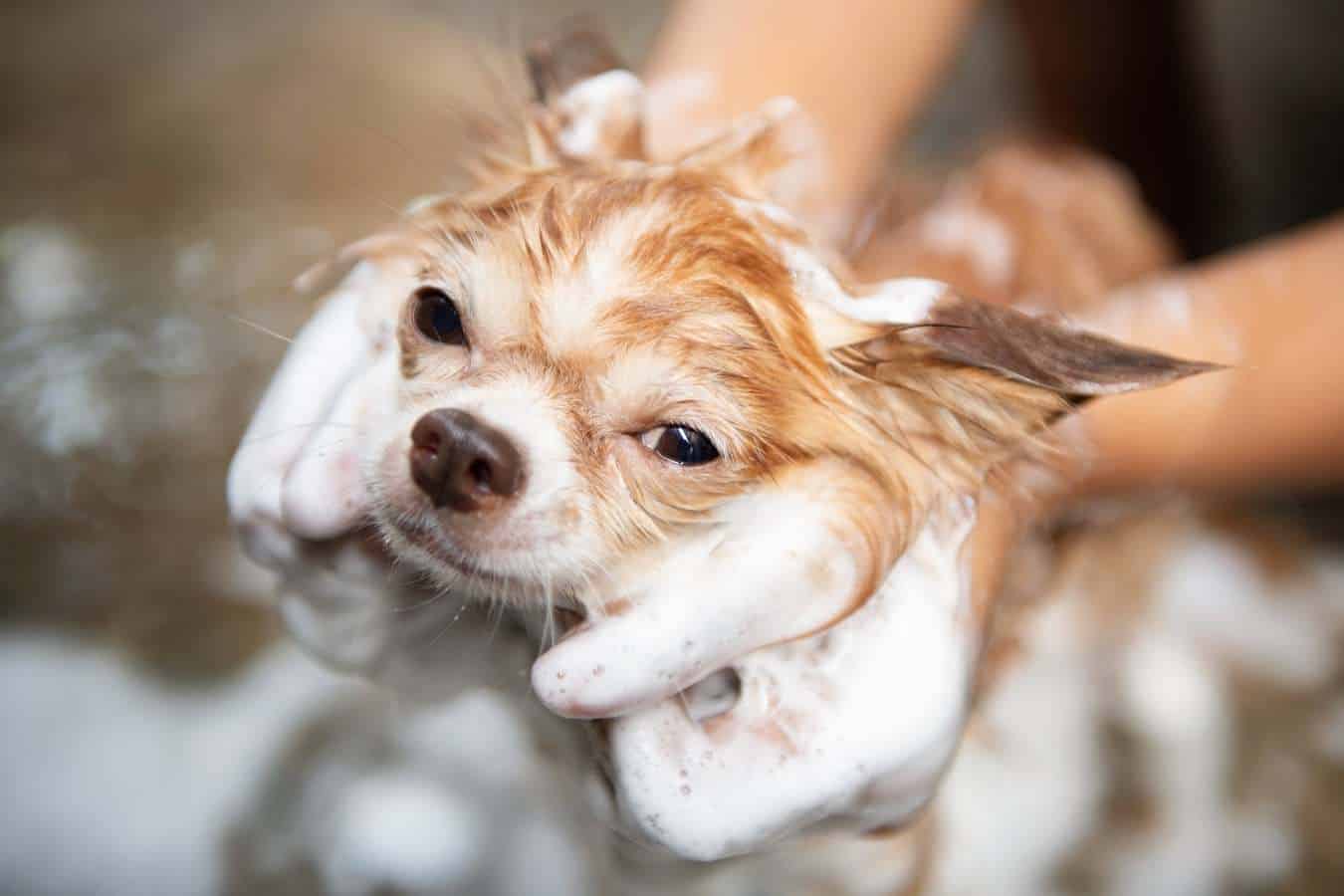 can i use horse shampoo on my dog

