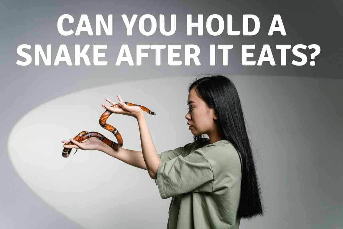 can you hold a snake after it eats
