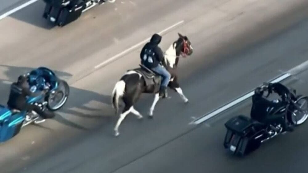 can-you-ride-a-horse-on-the-highway-support-wild