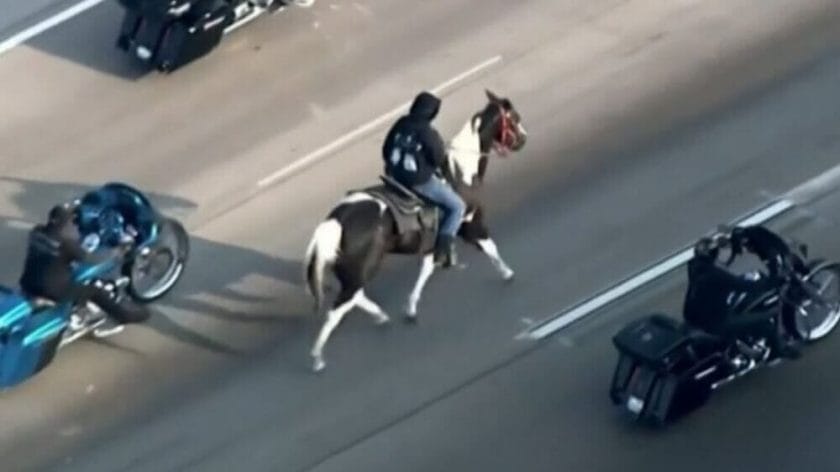 can you ride a horse on the highway
