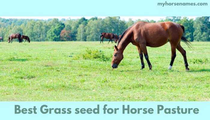 can you seed a pasture with horses on it