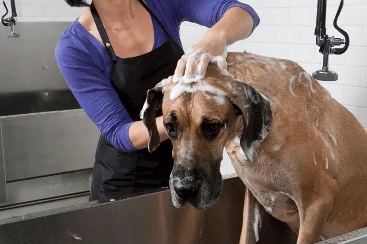can you use horse shampoo on dogs
