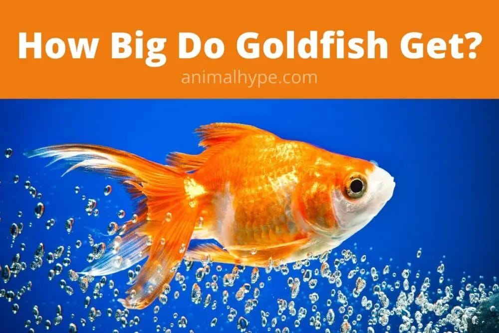Do Goldfish Stop Horses From Getting Worms? • Support Wild