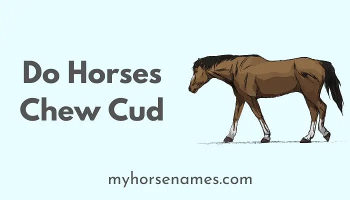 do horses chew cud
