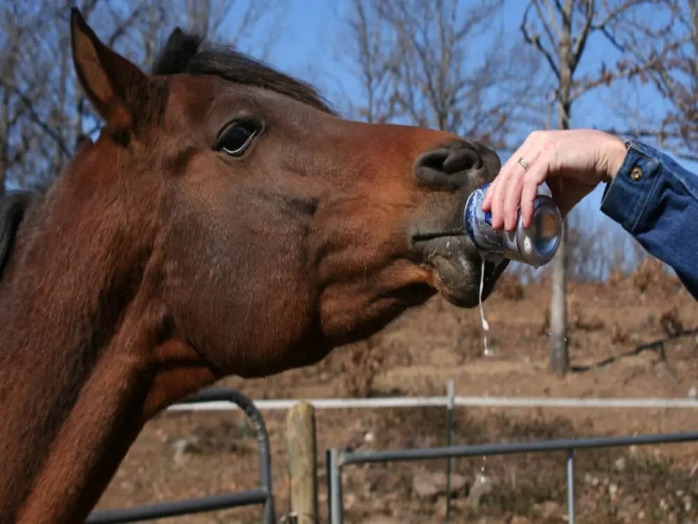 Do Horses Drink Beer? • Support Wild