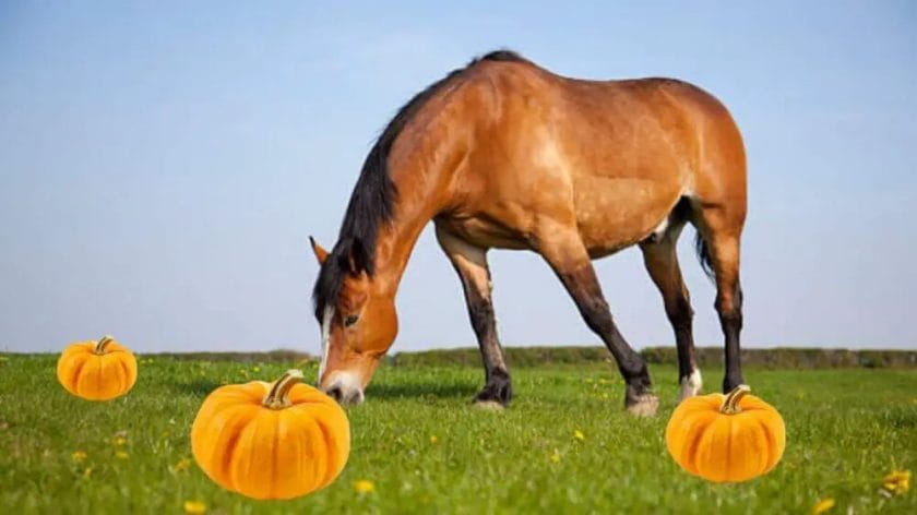 do horses eat pumpkins
