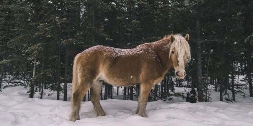 do horses get cold in the snow
