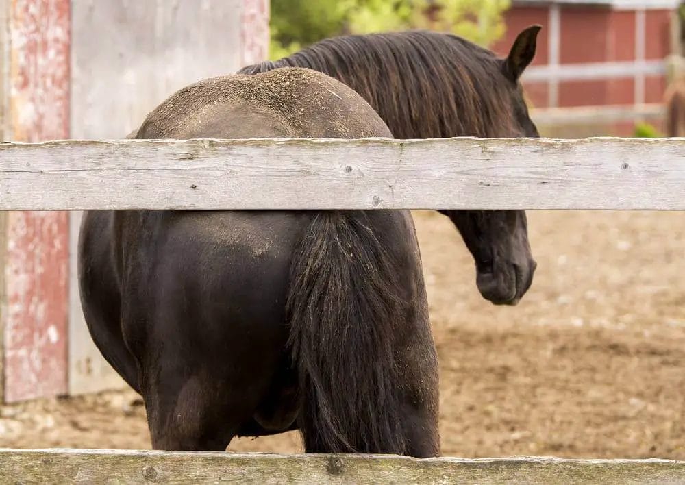 Do Horses Get Fleas? • Support Wild