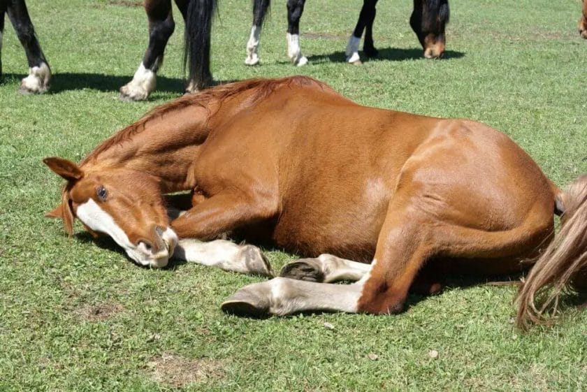 do horses get tired
