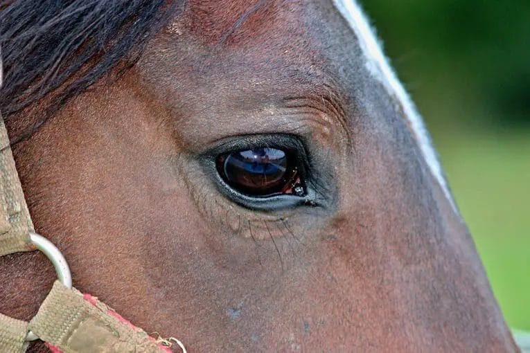 do horses have eyebrows
