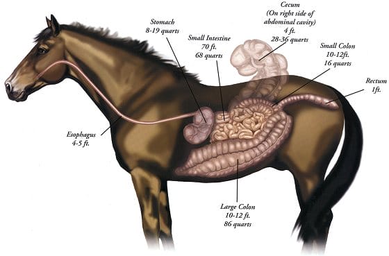 do horses have gallbladders

