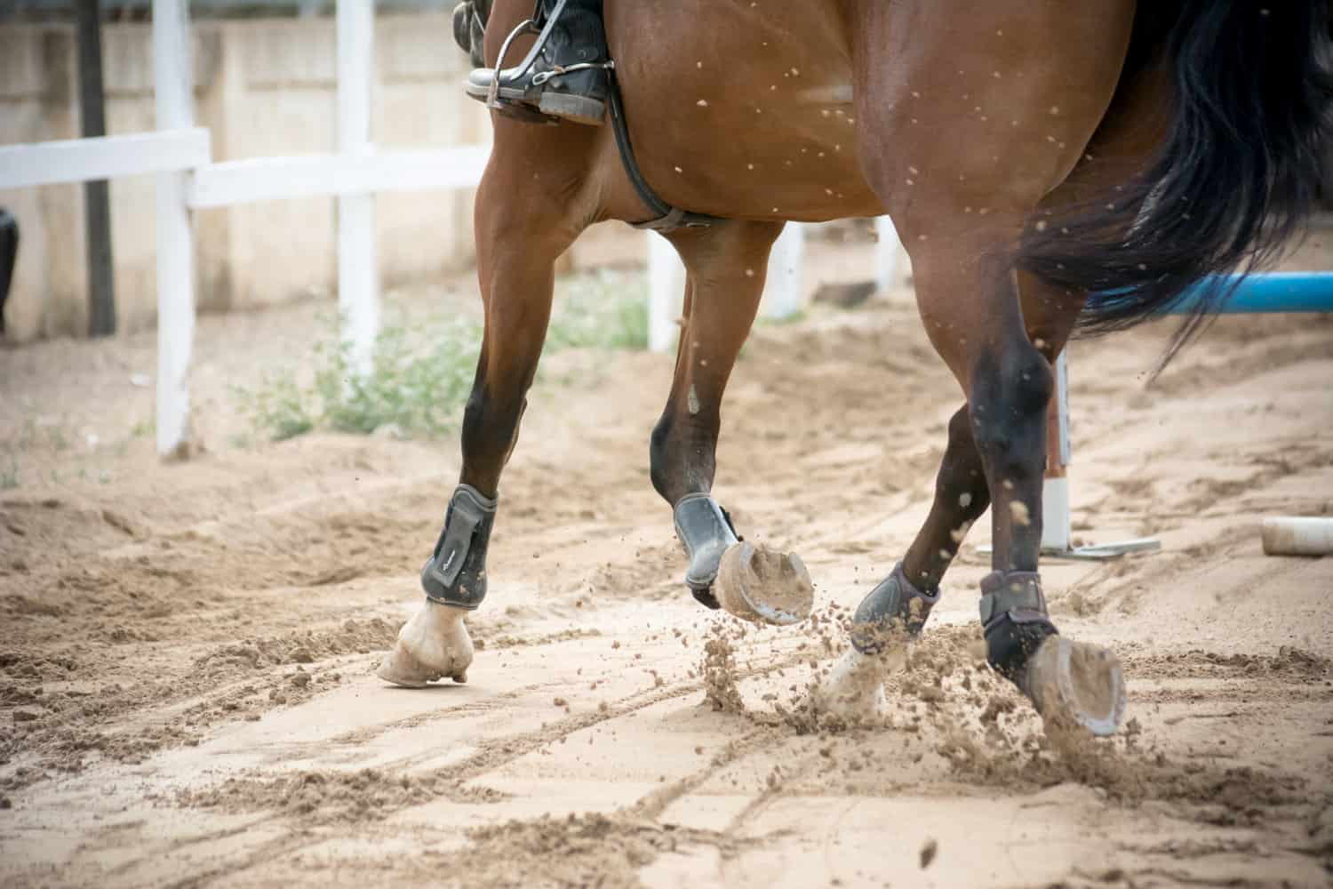 do horses have to have shoes
