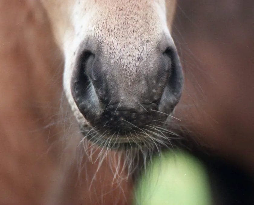 do horses have whiskers
