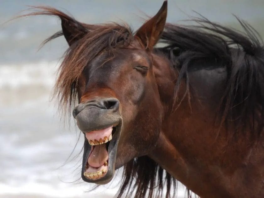 do horses laugh
