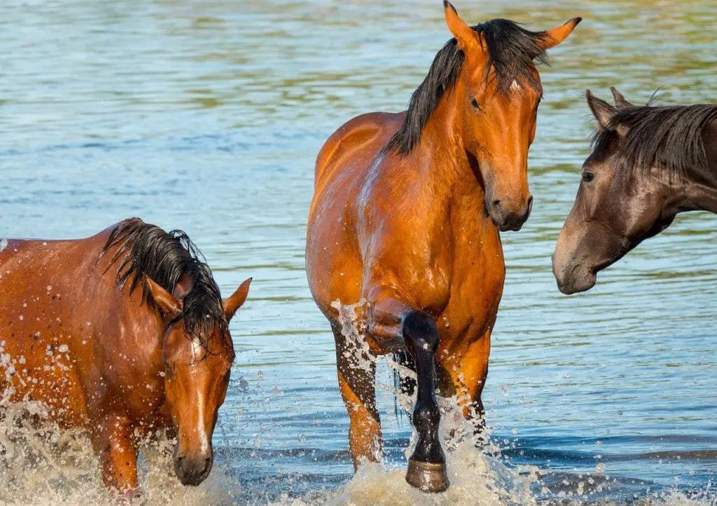 Do Horses Need Salt Blocks In Winter? • Support Wild