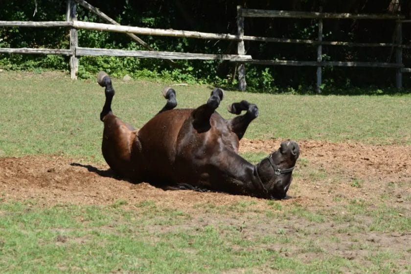 do horses roll when they are happy
