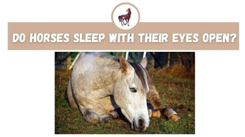 do horses sleep with their eyes open

