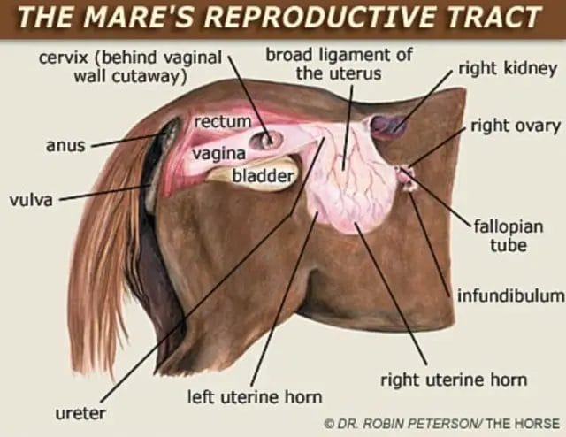do male horses have nipples
