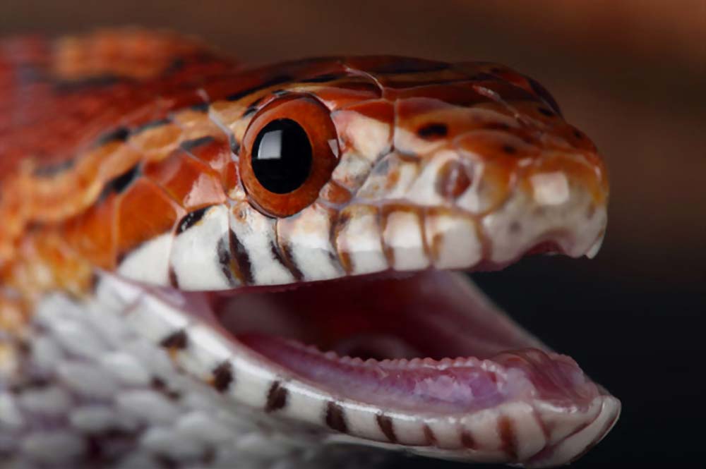 does a snake have teeth