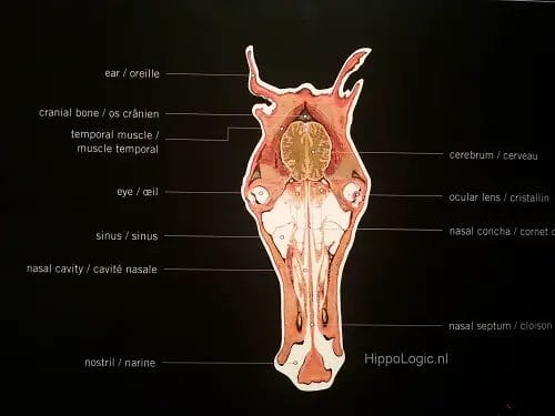 How Big Is A Horse Brain • Support Wild