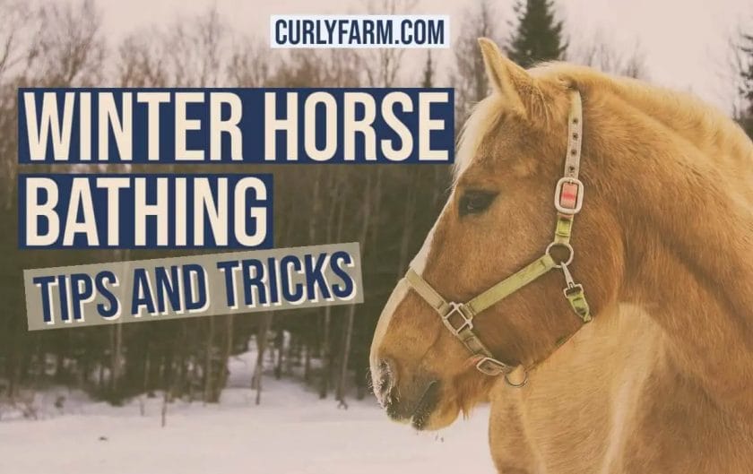 how cold is too cold for horses to be outside
