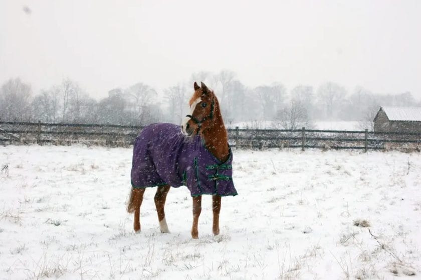 how do horses stay warm
