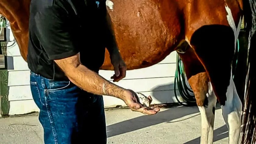 how do wild horses clean their sheath
