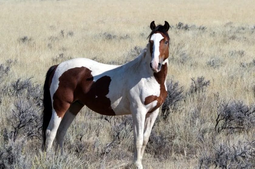 how do wild horses survive in the winter
