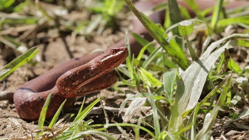 how far can a snake jump