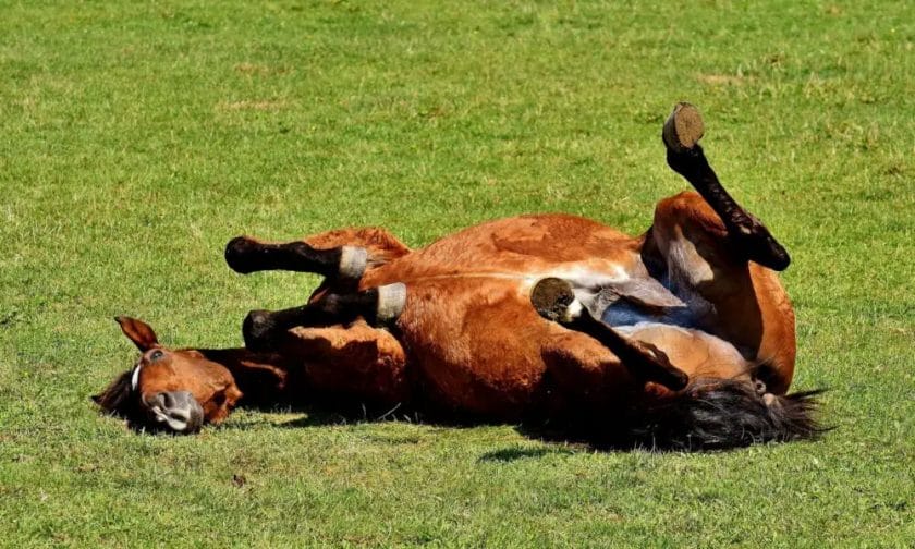 how long after overeating will a horse colic
