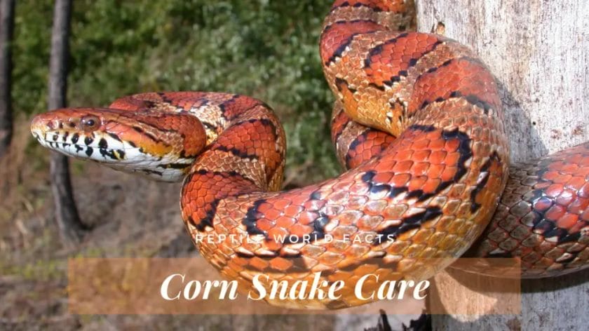 how long can a corn snake get
