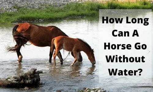 how long can a horse go without water
