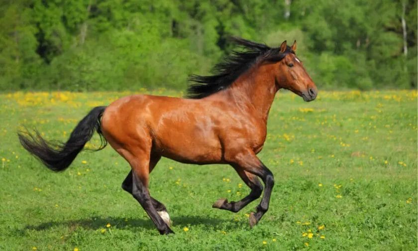 how long can a horse live with cancer
