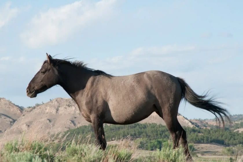 How Long Can A Horse Stay In A Stall? • Support Wild